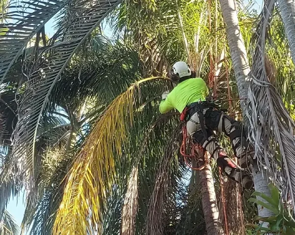 Worker climbing a tall palm tree among fronds