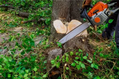 Chainsaw cutting through the base of a tree trunk