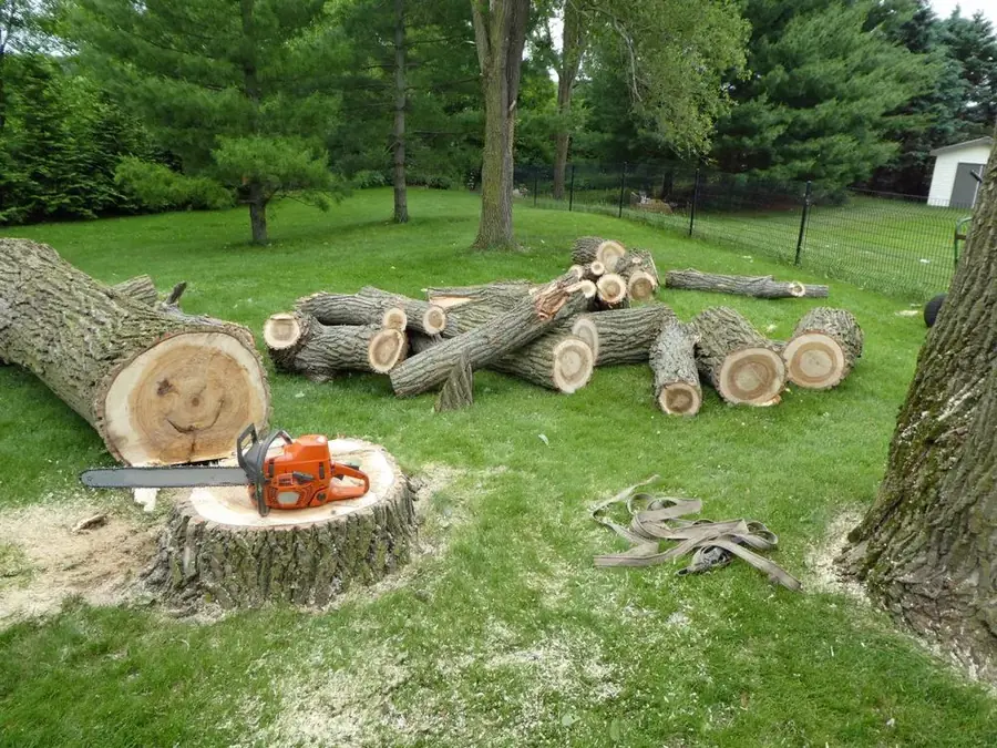 Cut tree trunk sections laid out on a residential lawn