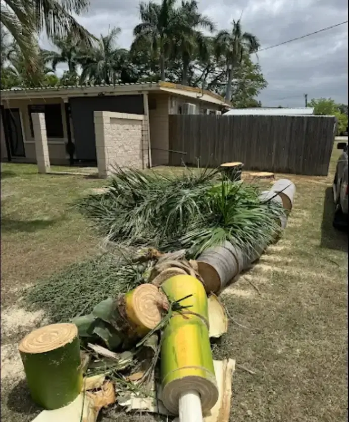 Freshly cut palm trunk and fronds laid across a yard
