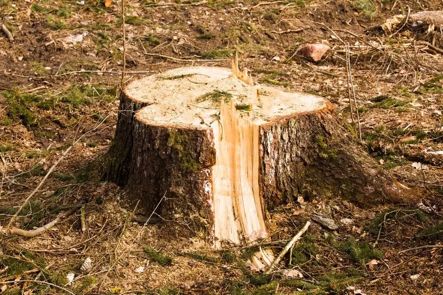 Freshly cut tree stump close to ground level
