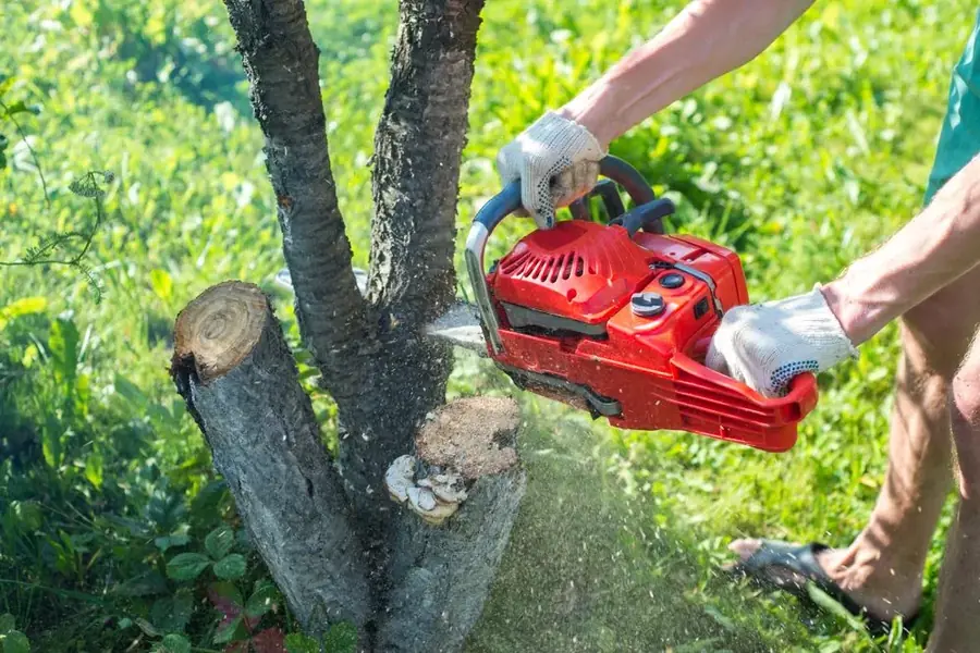 Tree branches being cut back with a chainsaw